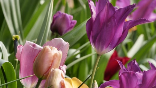 Close up of Pink and Purple Tulips in the garden